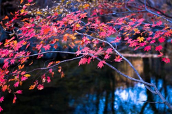 老司机网精选主题